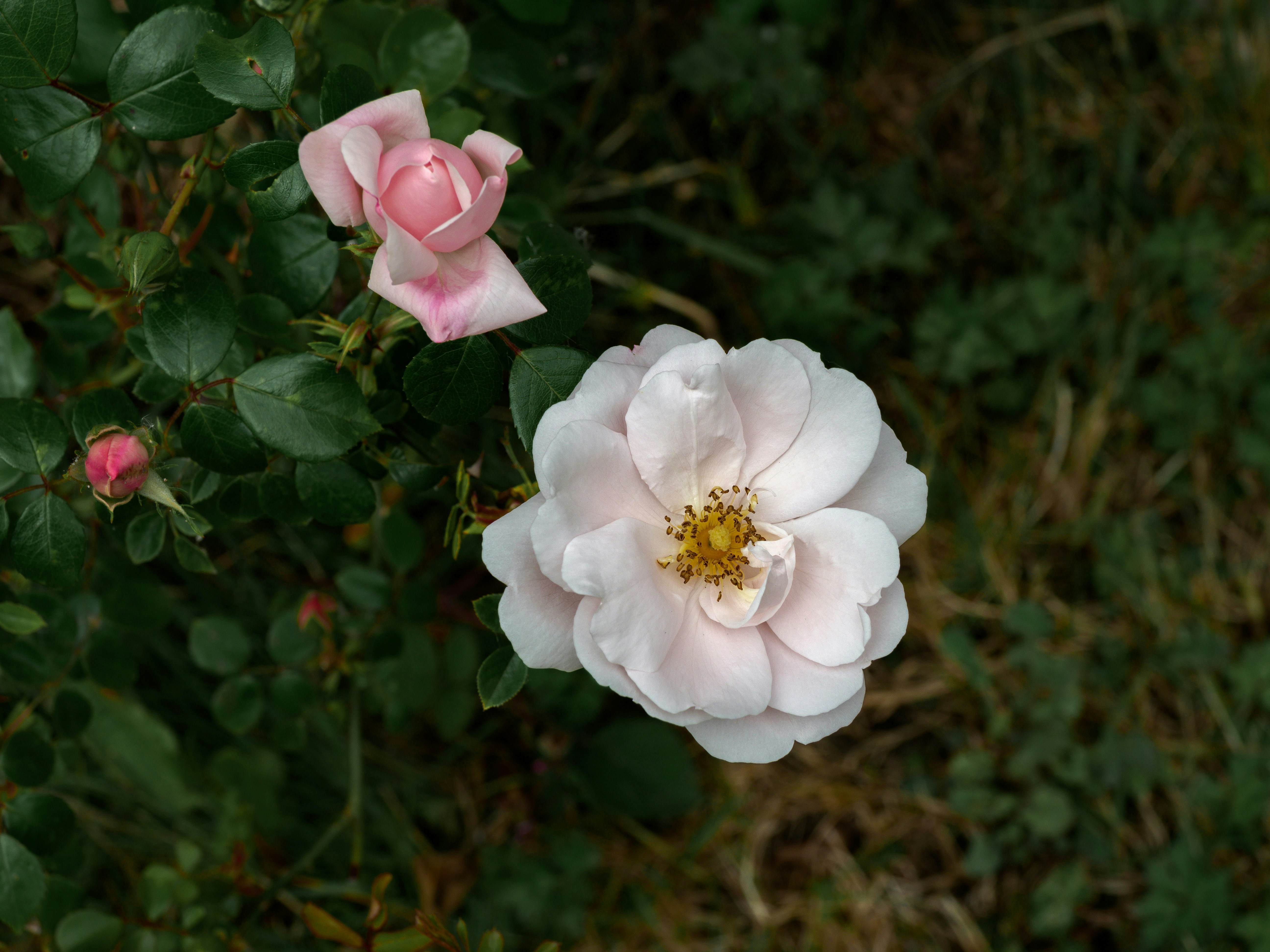 Photo by brett_jordan