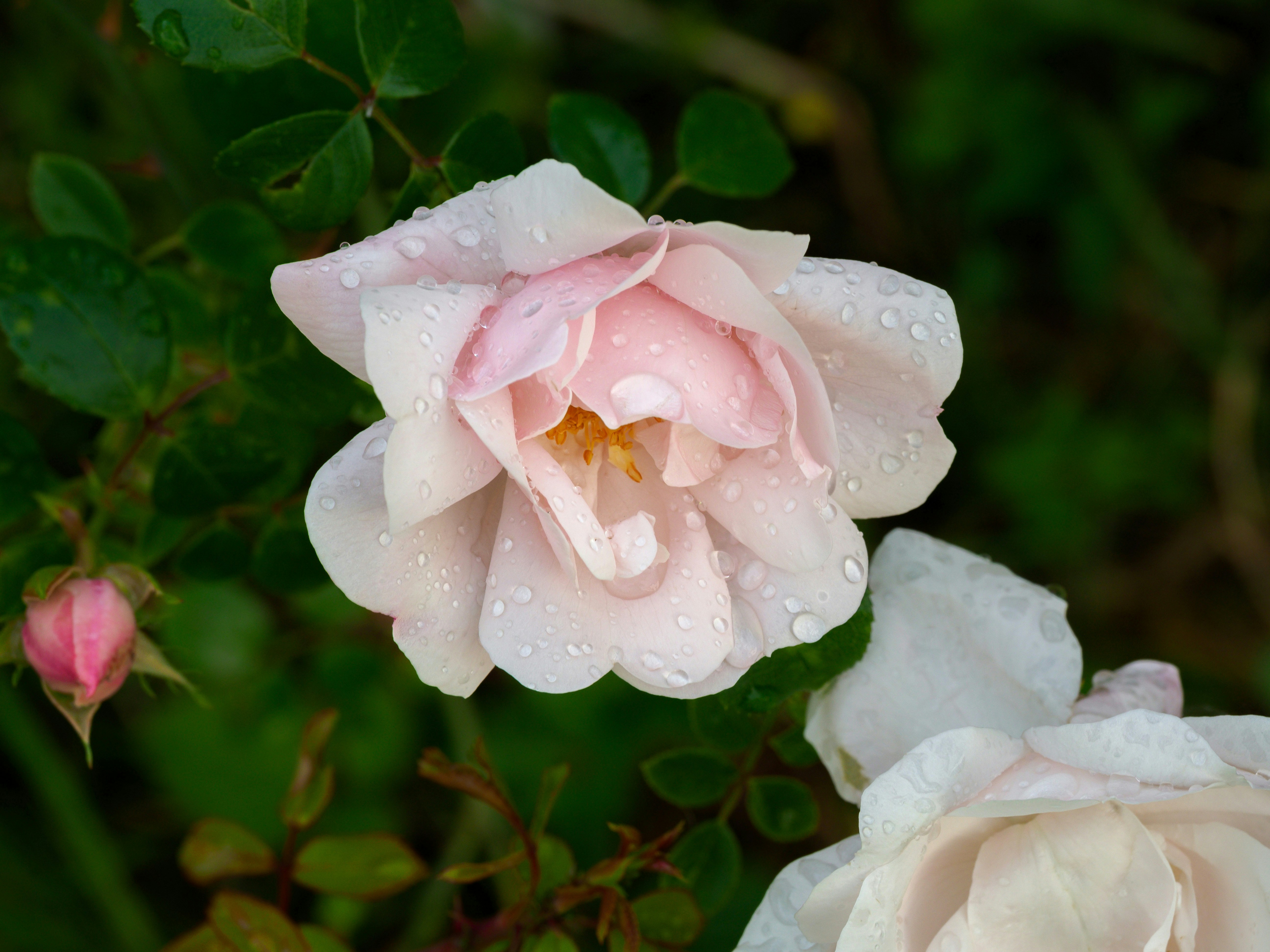 Photo by brett_jordan