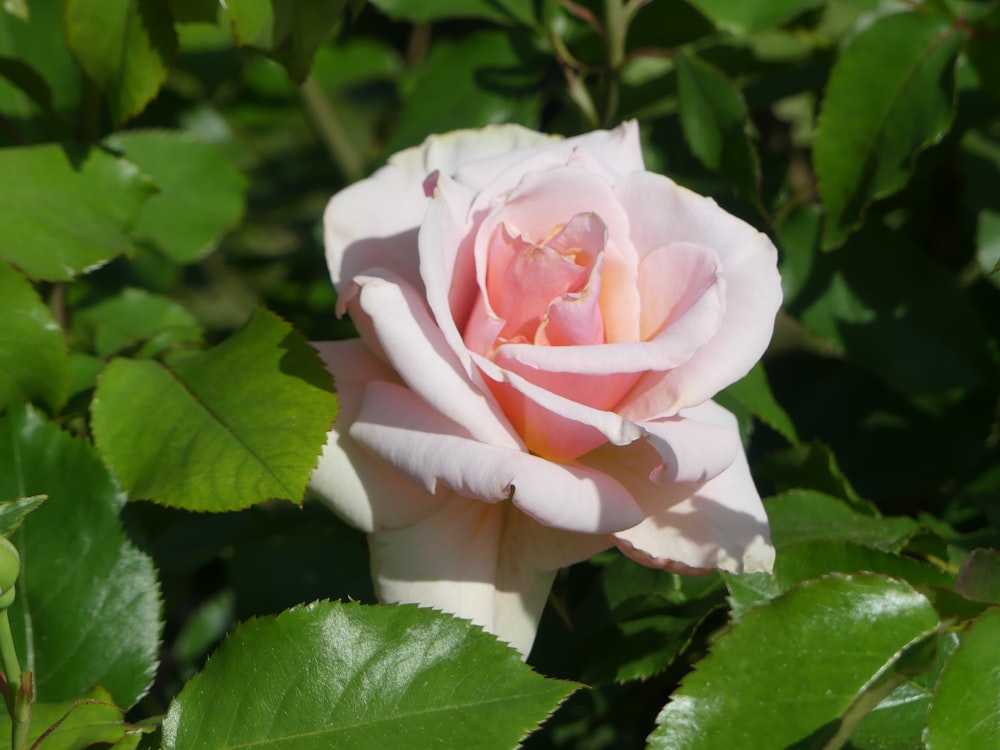 a pink rose with green leaves in the background