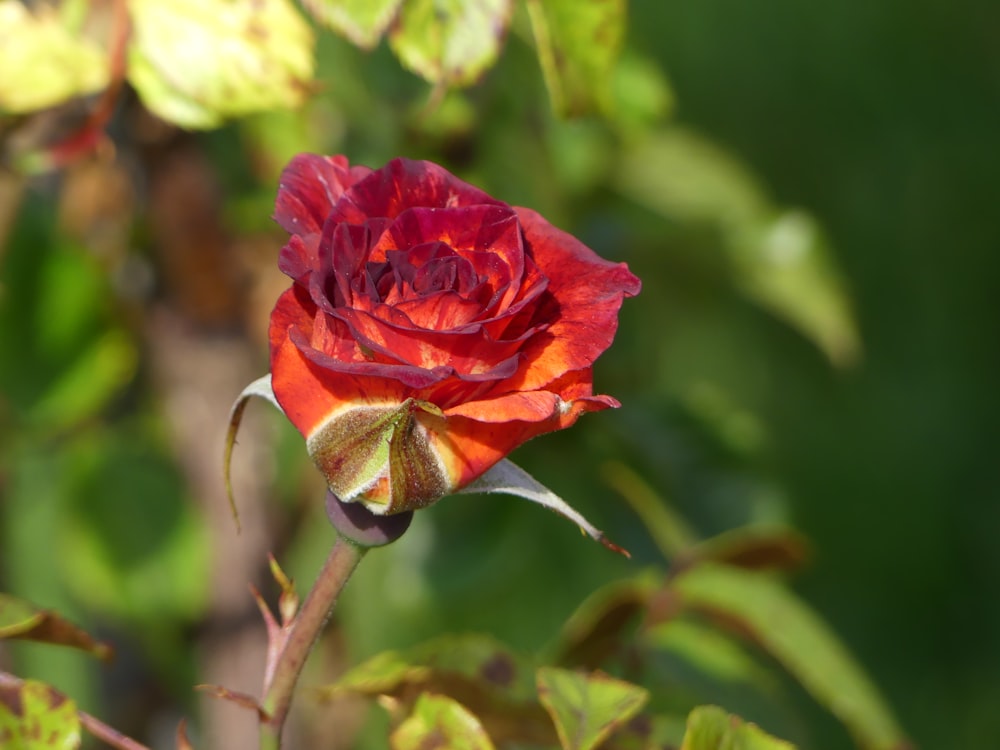 a red rose with green leaves in the background