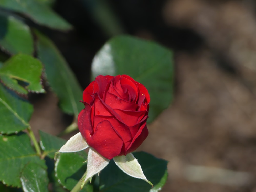 a single red rose with green leaves in the background