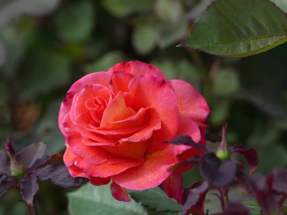 a pink rose with green leaves in the background