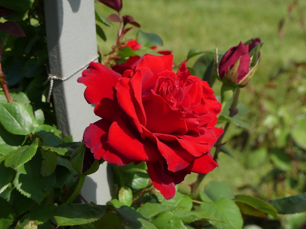 a red rose is blooming in a garden