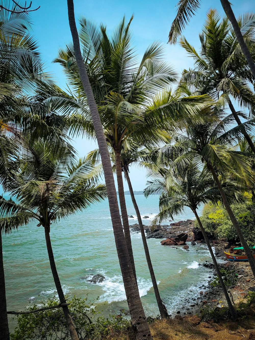 palm trees line the shore of a tropical beach