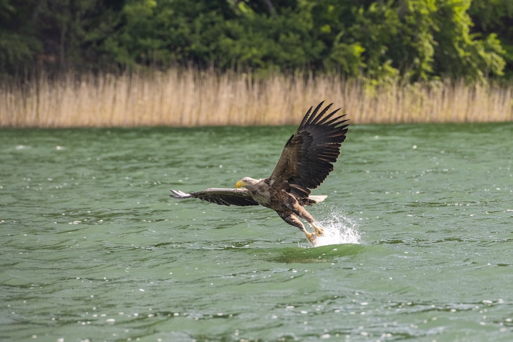 a large bird flying over a body of water