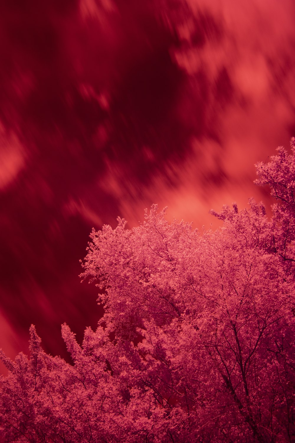 a red sky with clouds and trees in the foreground