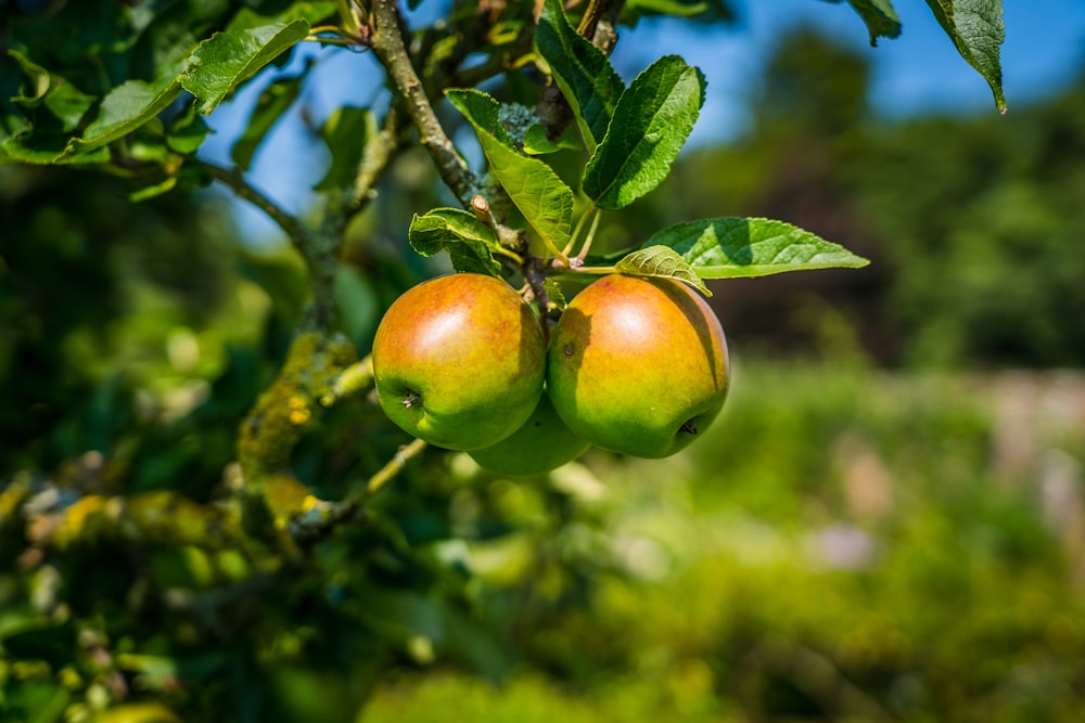 Ein paar Äpfel hängen an einem Baum