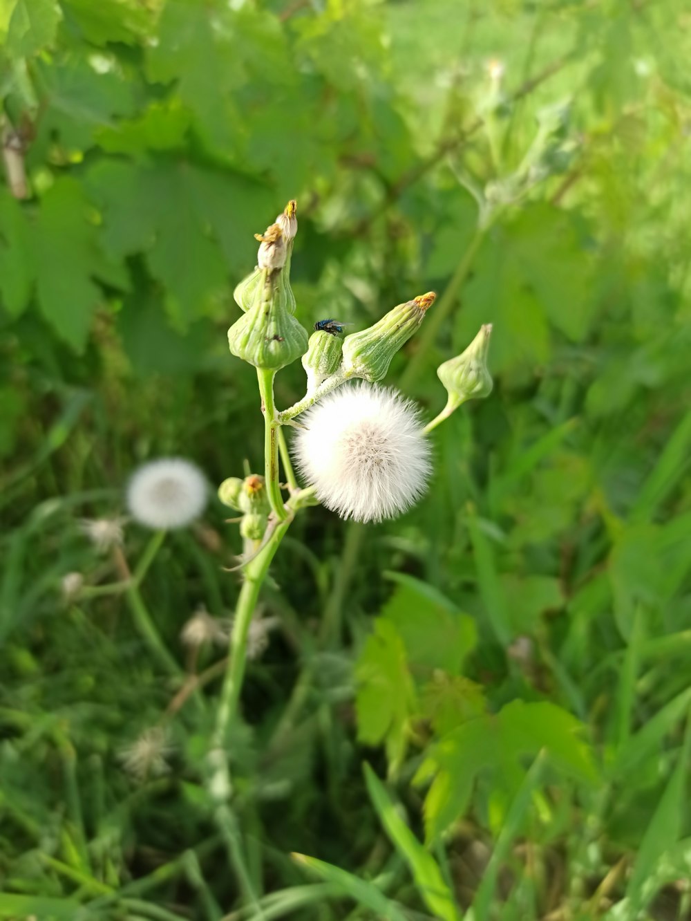 a close up of a dandelion in a field