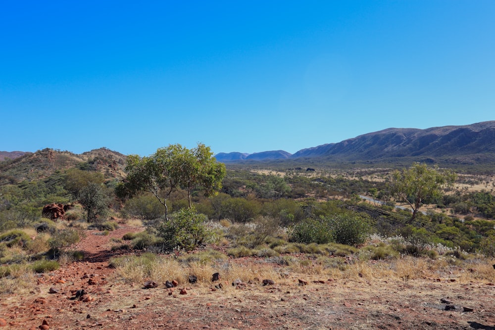 a dirt path in the middle of a desert