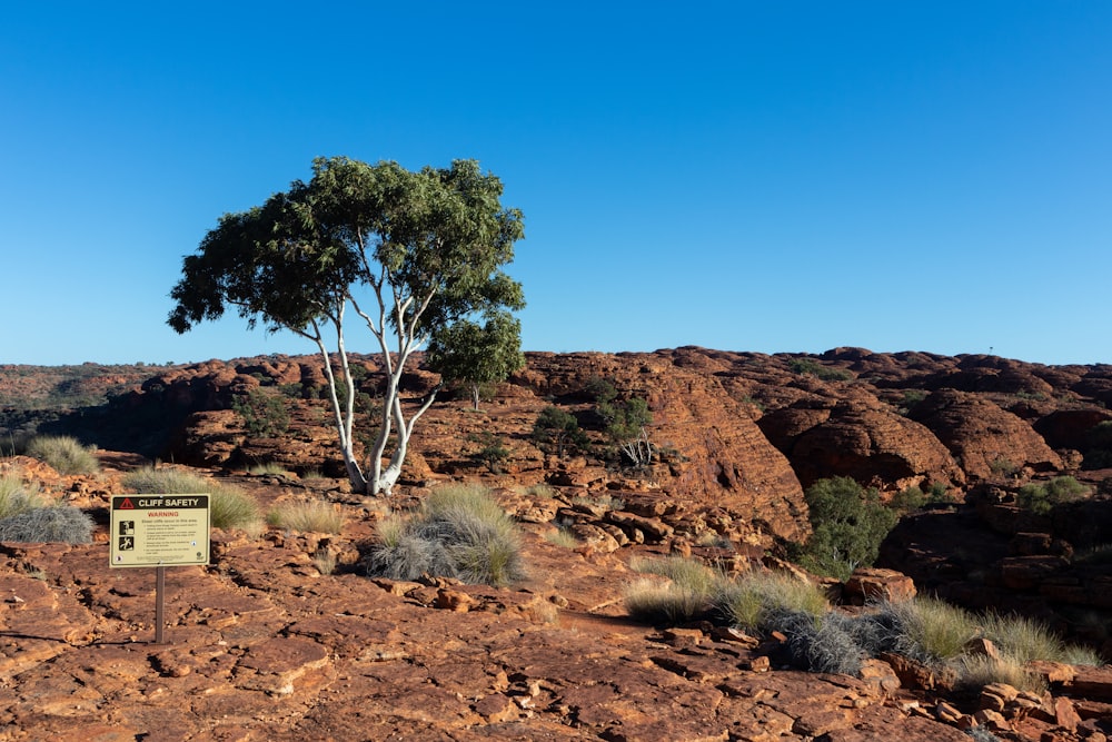 a tree in the middle of a rocky area