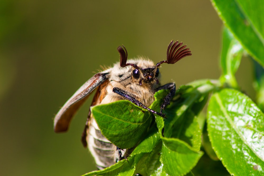 a close up of a bee on a leaf