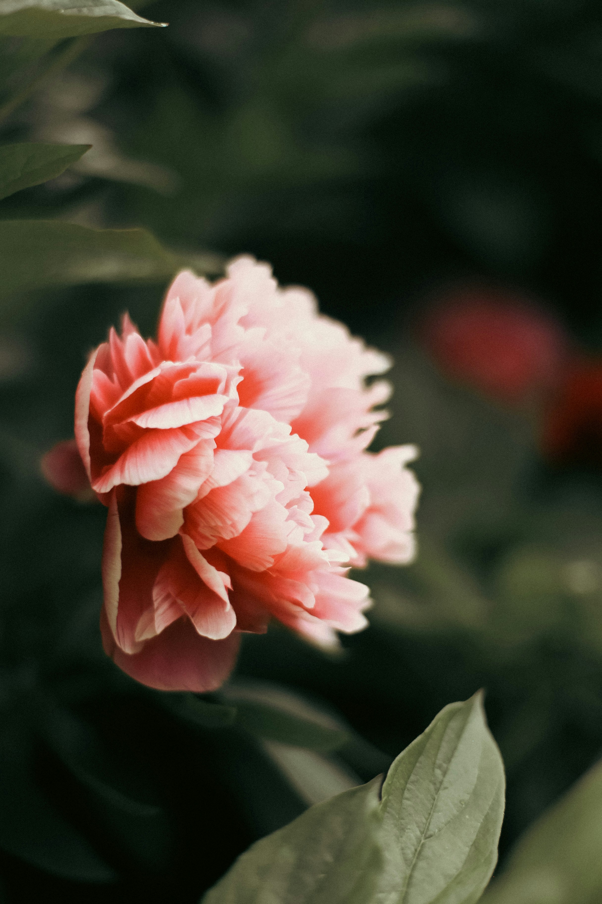 Photo by jessicalfadel