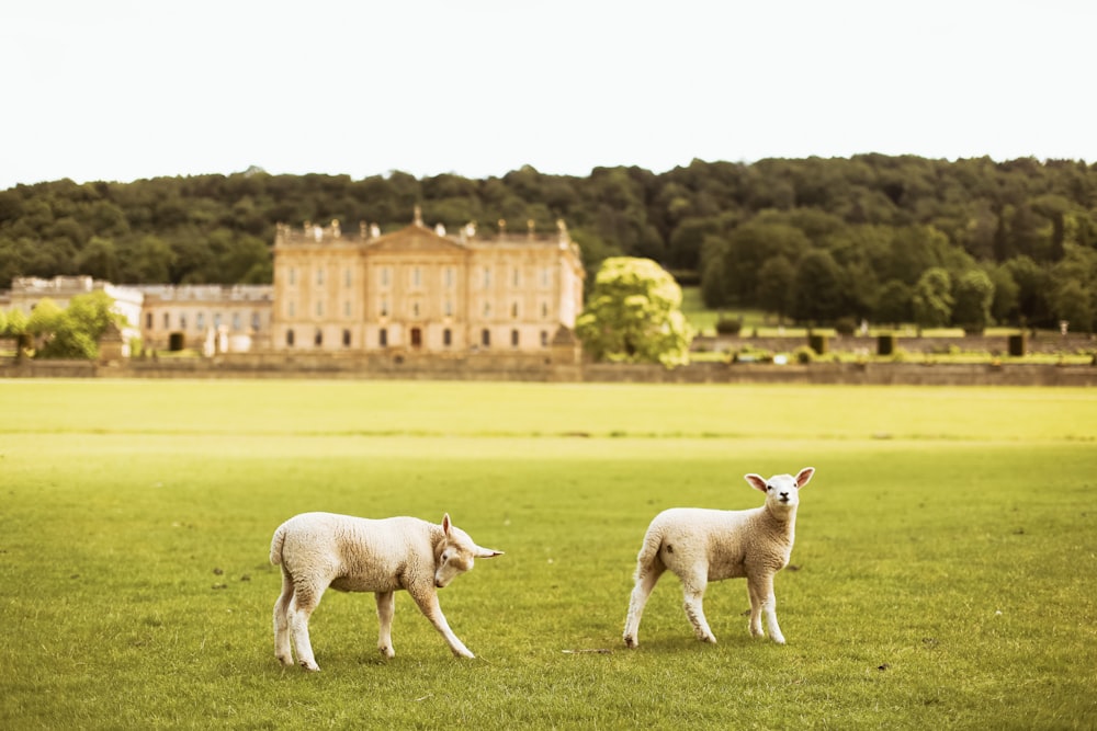 a couple of sheep standing on top of a lush green field