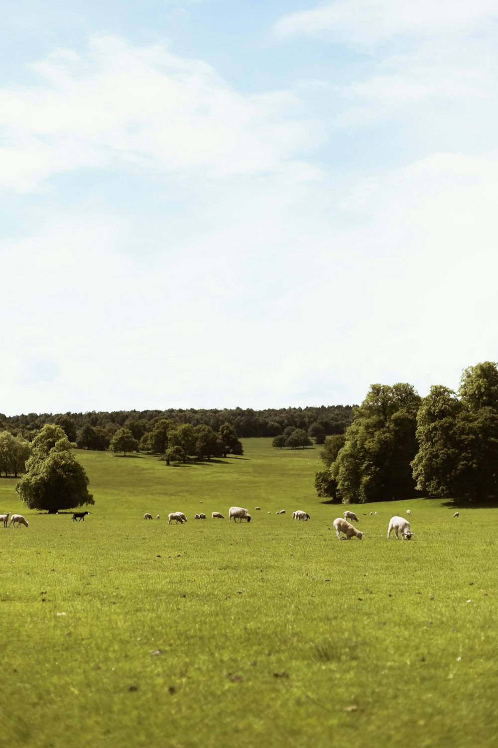 a herd of sheep grazing on a lush green field