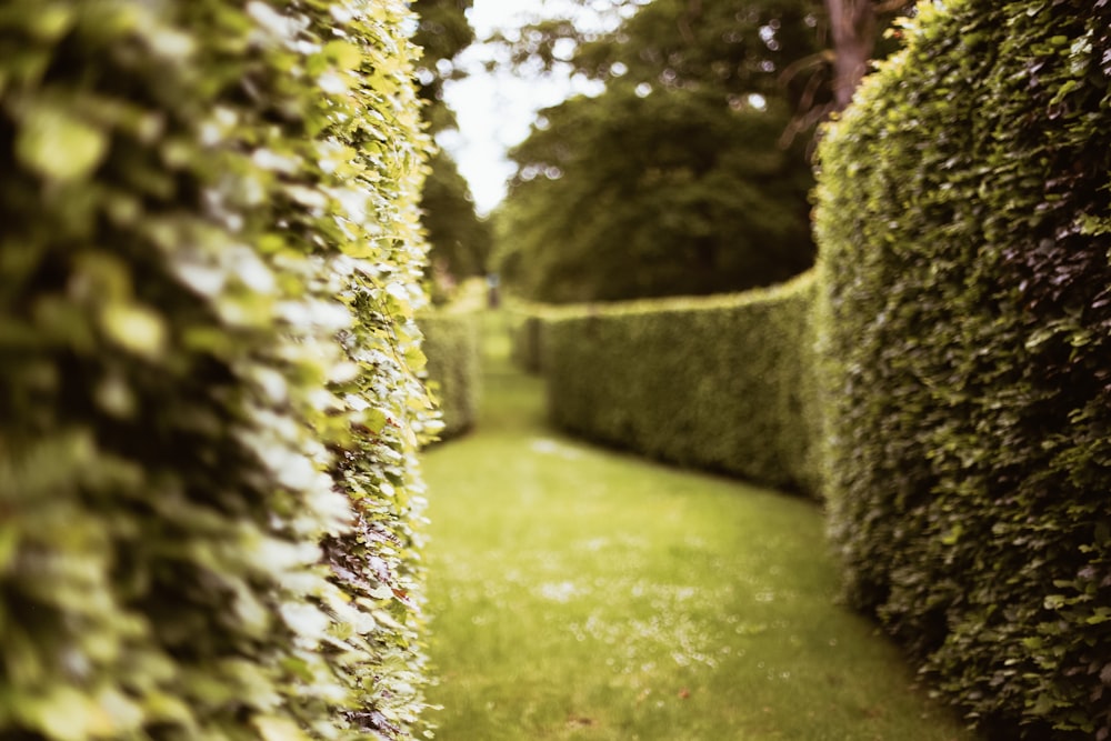 a long row of hedges in a garden