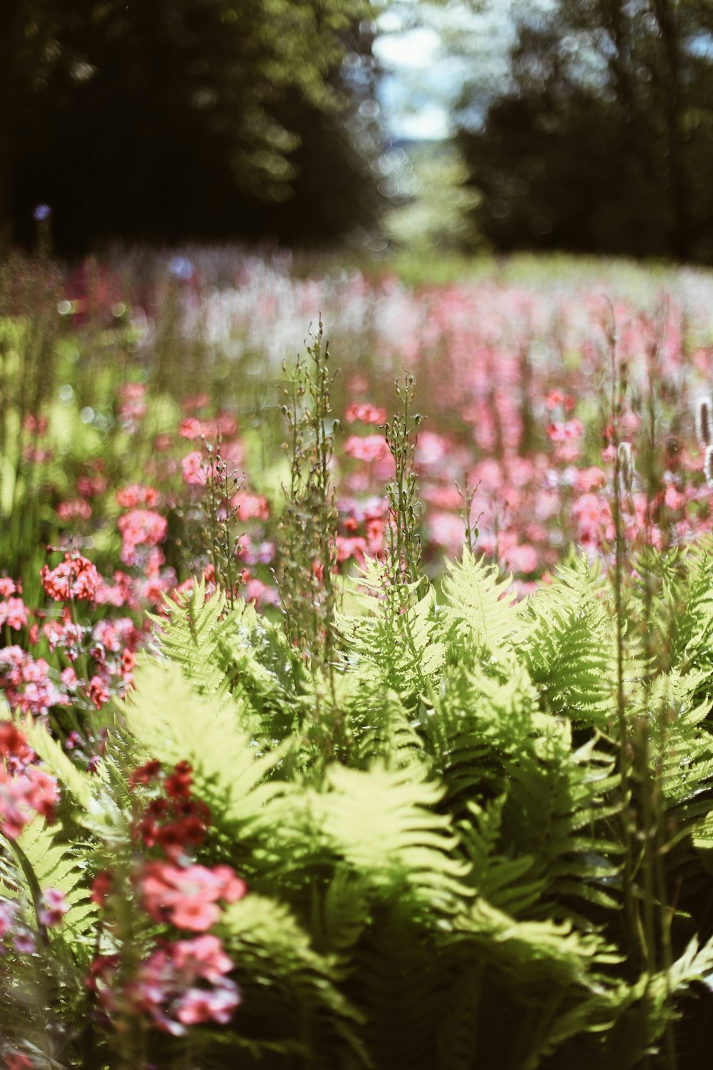 a field full of pink and green flowers