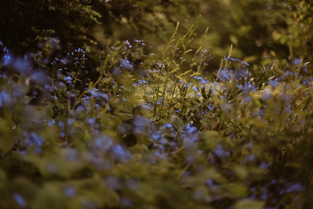 a blurry photo of blue flowers in a field