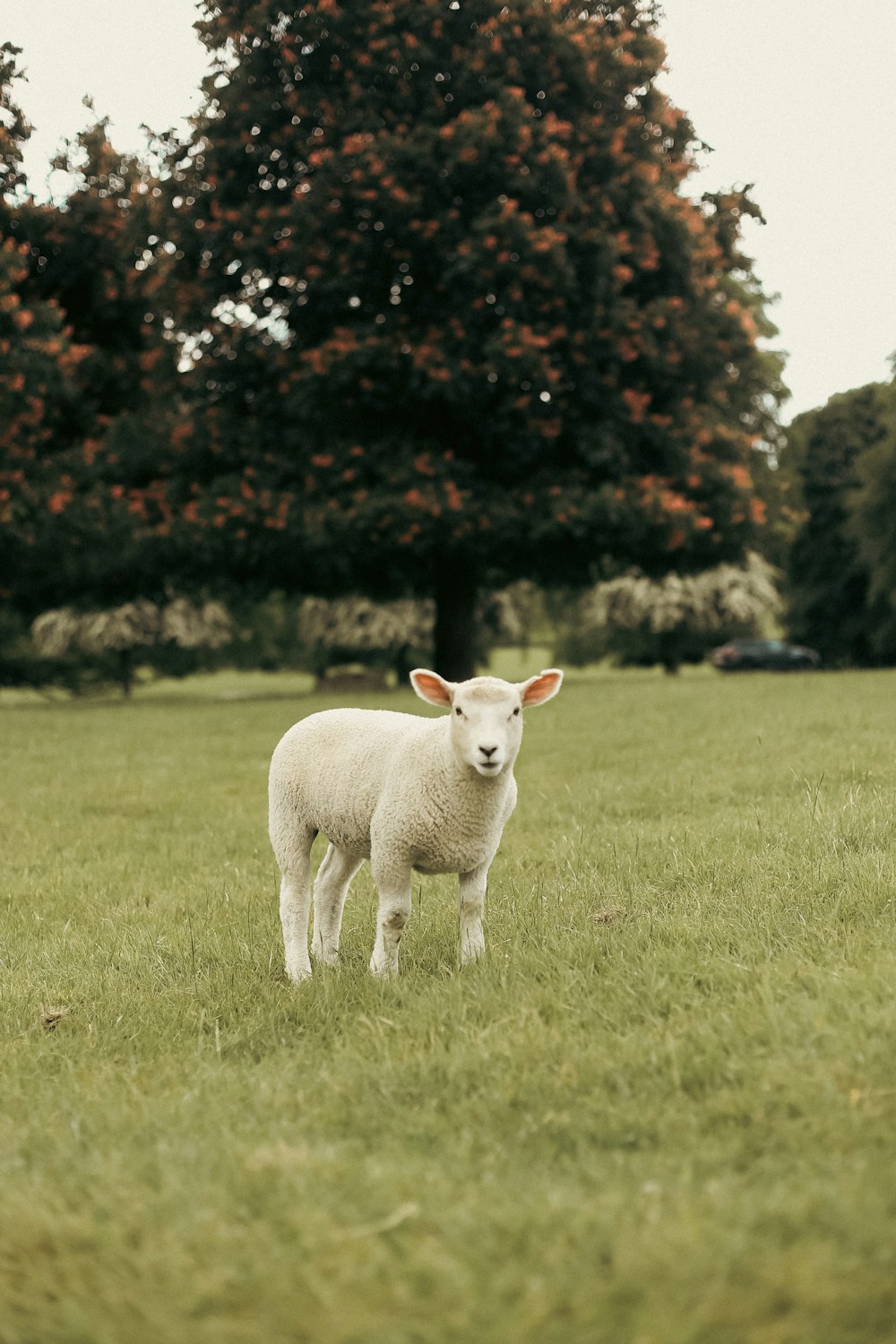 a sheep standing in a field with trees in the background