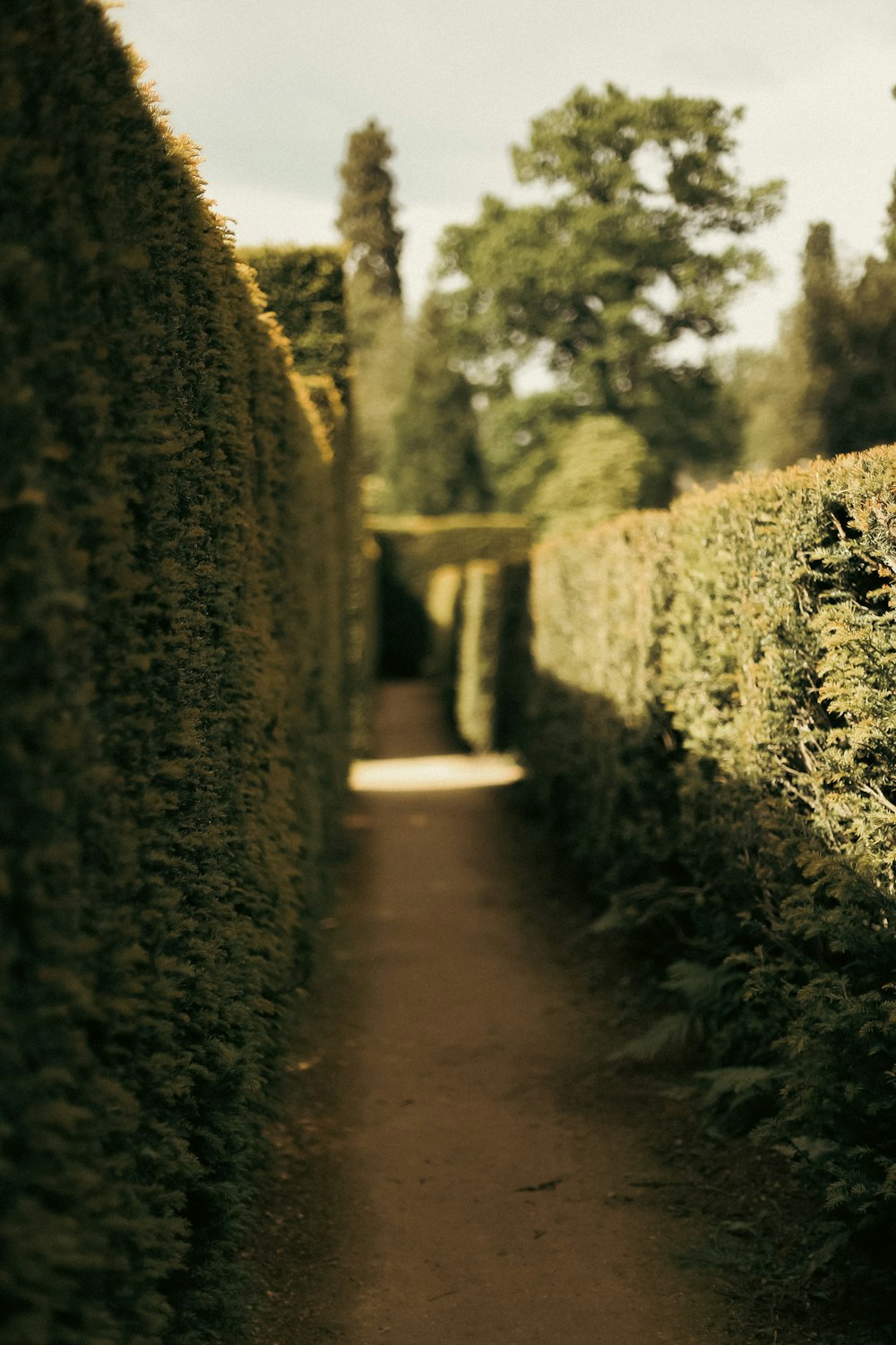 a path through a row of hedges in a park