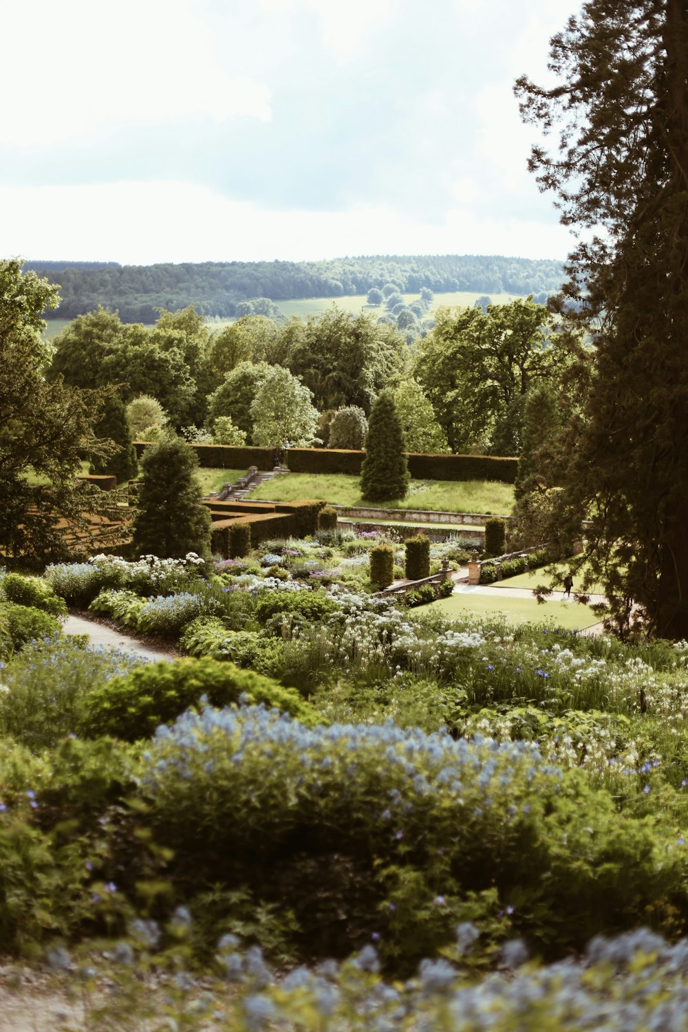 a lush green field filled with lots of blue flowers