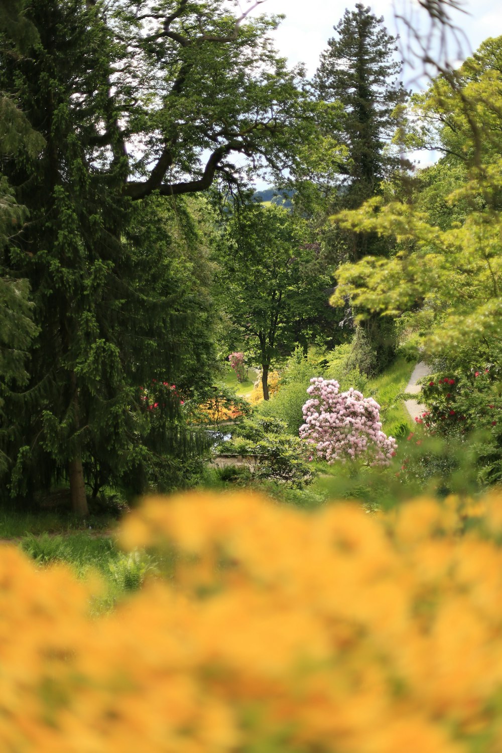 a lush green forest filled with lots of trees