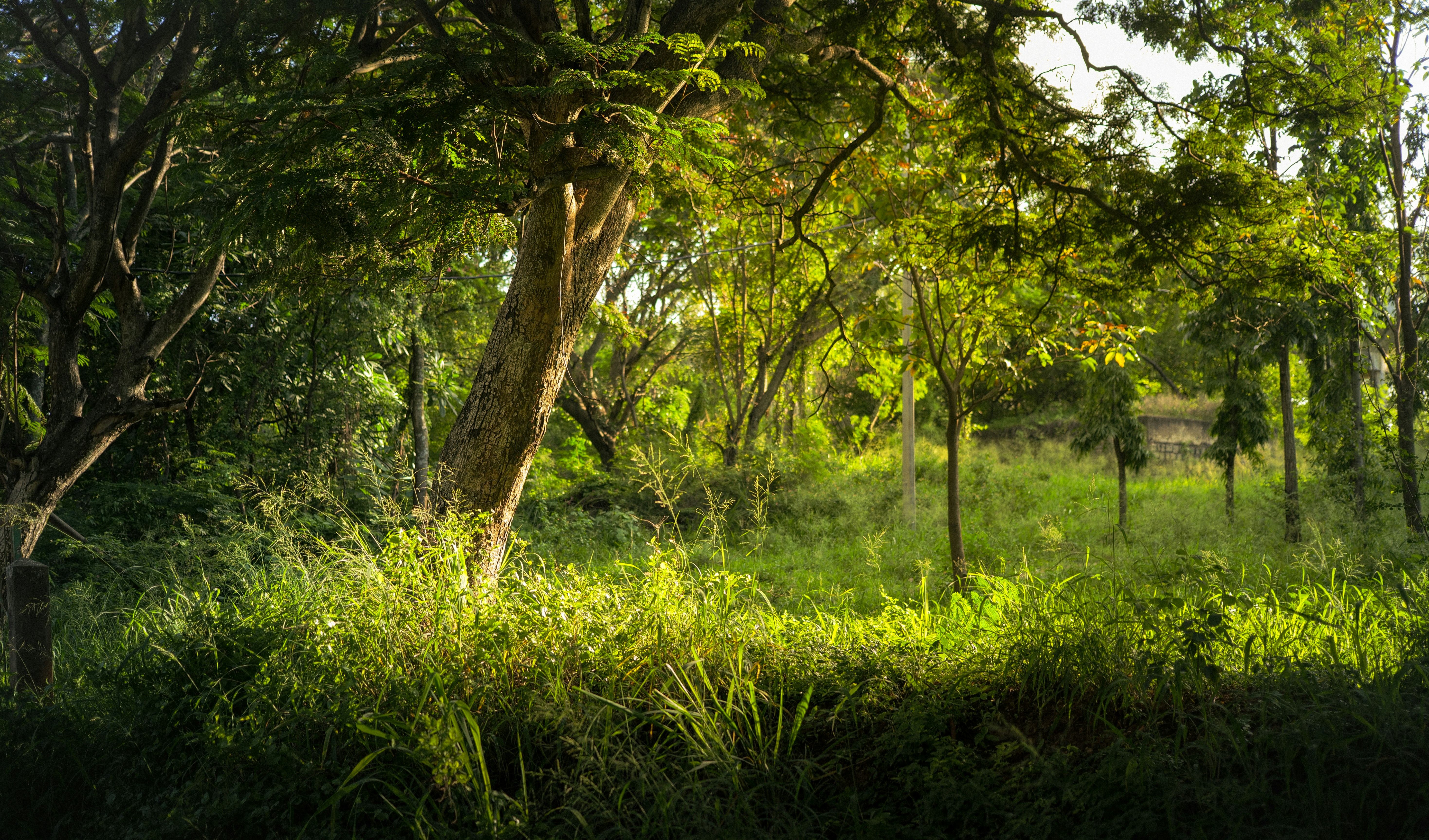 Photo by protonomous