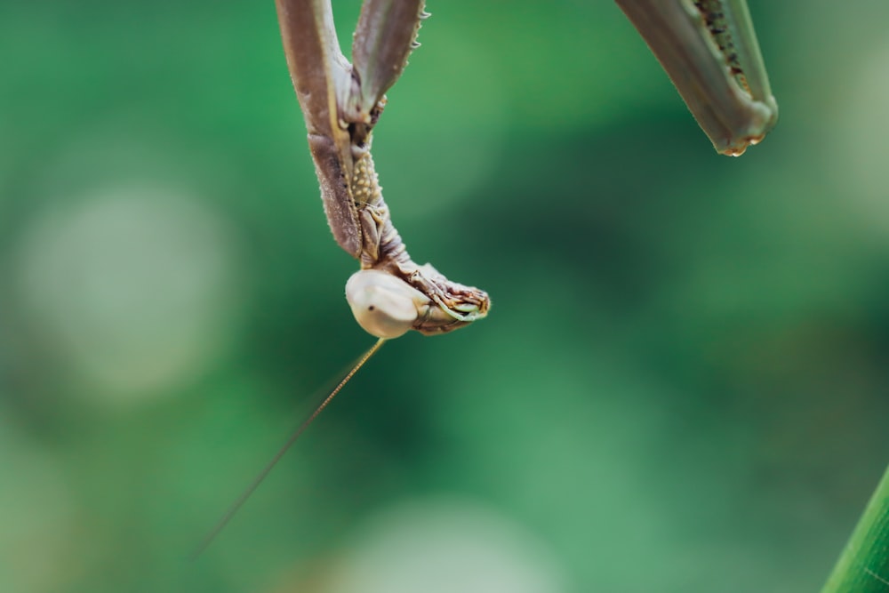 a close up of a praying mantisbee on a plant