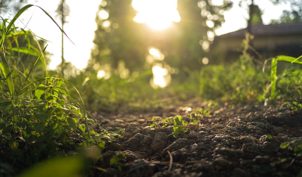 the sun is shining through the trees and grass