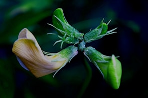 A close-up of a beautiful flower with dewdrops in the morning.