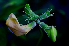 Close-up shot of a delicate flower with morning dew, highlighting nature's details.