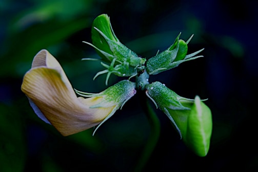 A close-up of a flower with dew drops glistening in the morning light.
