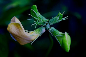 A close-up shot of a vibrant flower with delicate dew drops.
