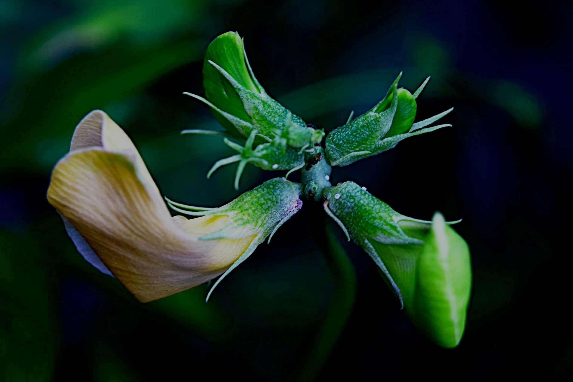 A close-up shot of a delicate flower with morning dew drops sparkling on its petals.
