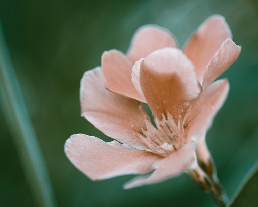 um close up de uma flor com um fundo desfocado