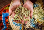 Hands holding a handful of millet finger grains against a natural background.