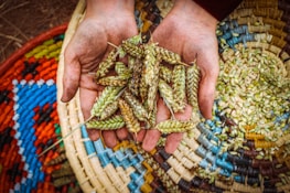 Hands holding a handful of millet finger grains against a natural background.