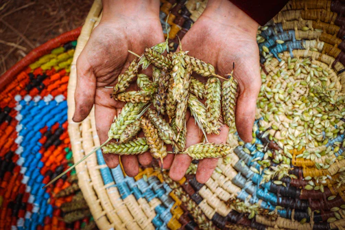 Close-up of hands examining local grains on a rustic wooden table