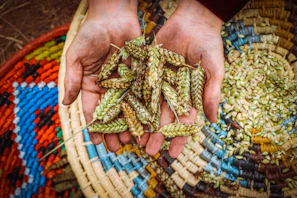Farmers receiving seeds and tools with gratitude during a support program
