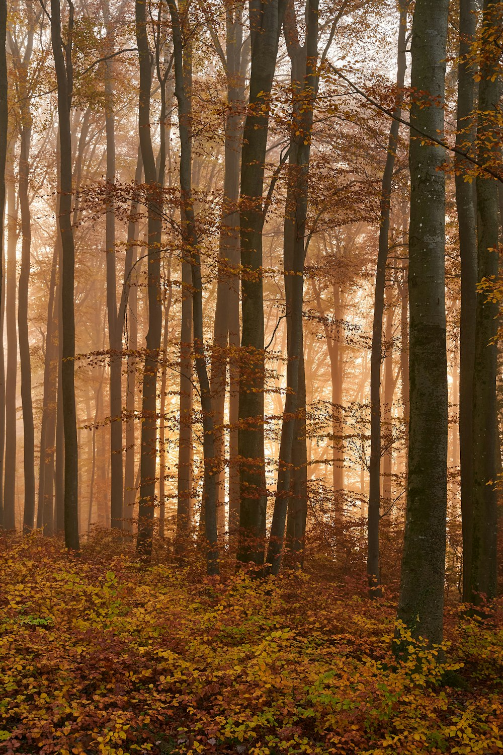 a forest filled with lots of trees covered in leaves