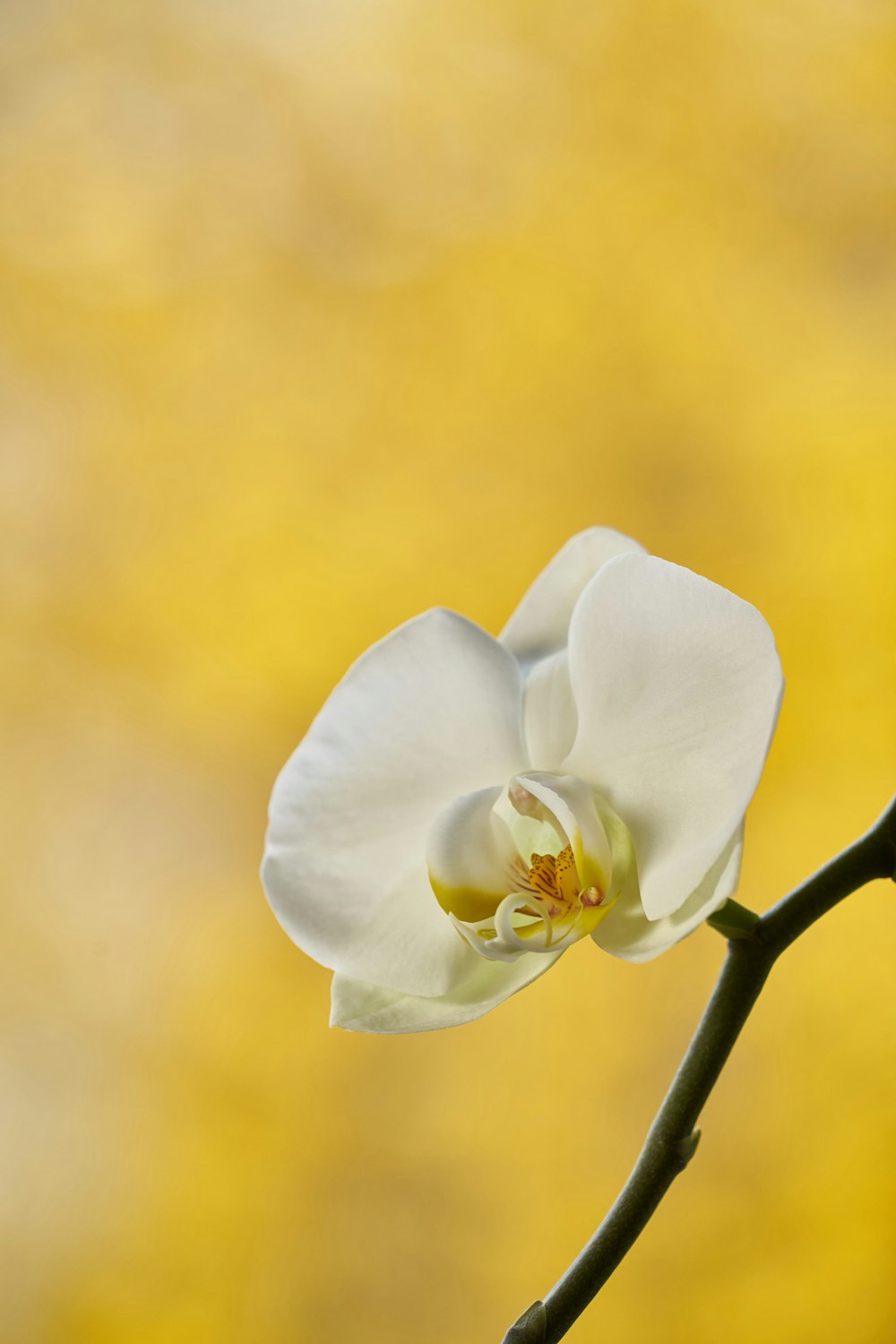 a white flower with a yellow background