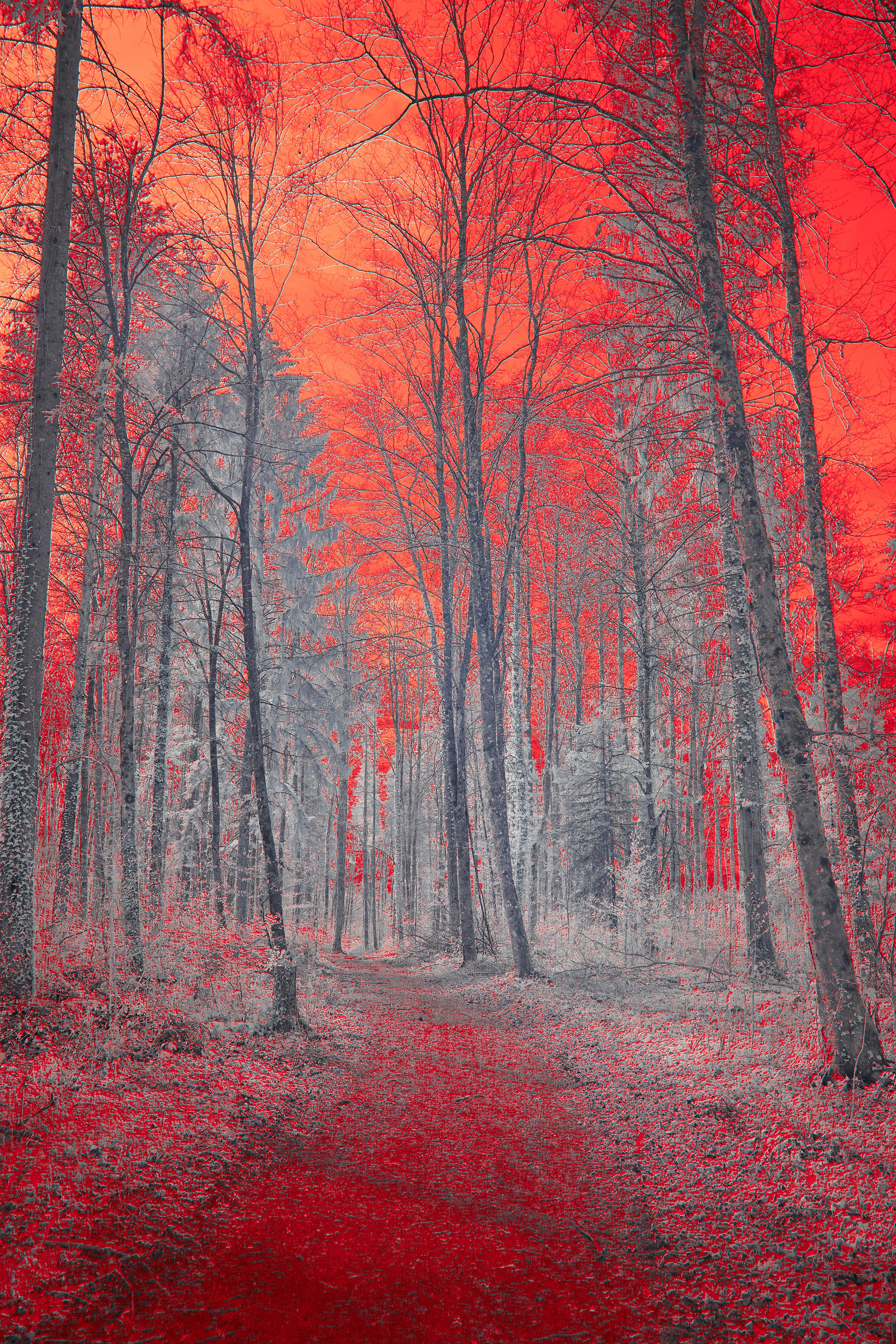 Photo by wolfgang_hasselmann