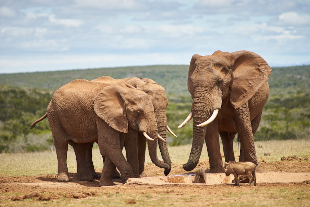 a herd of elephants standing on top of a grass covered field