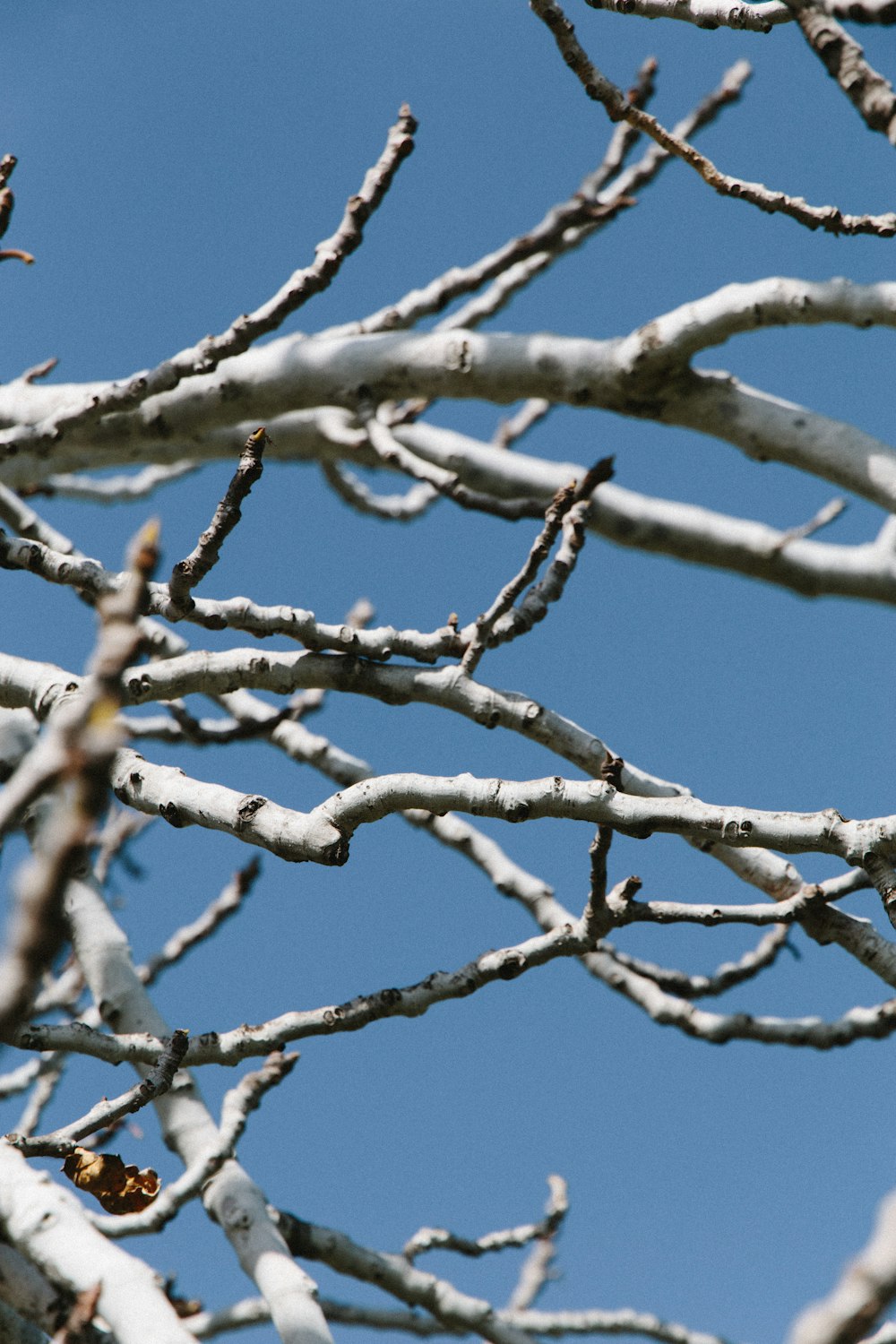 a bird is perched on a tree branch