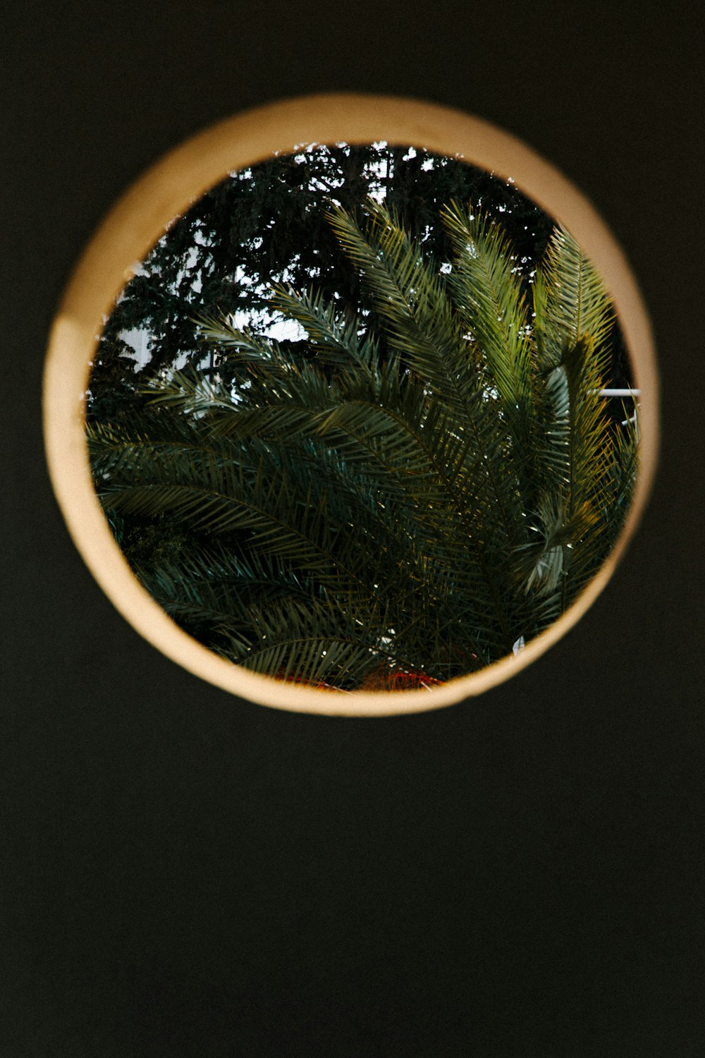 a mirror with a reflection of a tree in it
