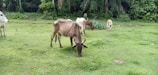 Several cows are grazing in a lush green field. The landscape is surrounded by dense, green foliage with a variety of trees and bushes. The cows appear lean and are scattered across the grass, enjoying their meal.