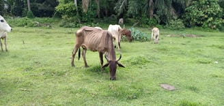 Several cows are grazing in a lush green field. The landscape is surrounded by dense, green foliage with a variety of trees and bushes. The cows appear lean and are scattered across the grass, enjoying their meal.
