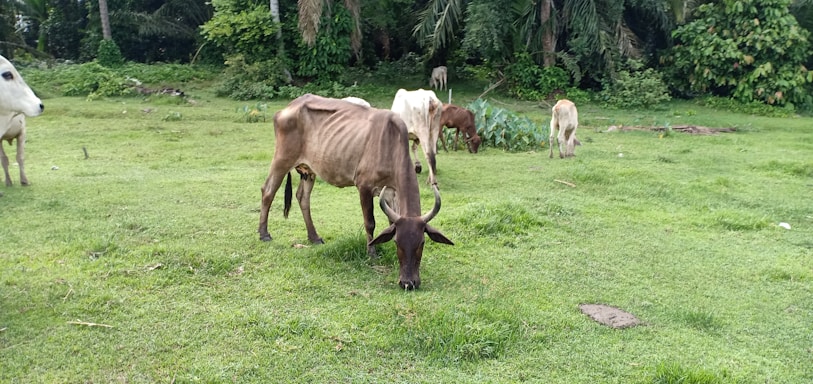 Several cows are grazing in a lush green field. The landscape is surrounded by dense, green foliage with a variety of trees and bushes. The cows appear lean and are scattered across the grass, enjoying their meal.