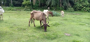 Several cows are grazing in a lush green field. The landscape is surrounded by dense, green foliage with a variety of trees and bushes. The cows appear lean and are scattered across the grass, enjoying their meal.