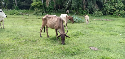 Comprehensive Management Solutions for Professional Grazing Companies