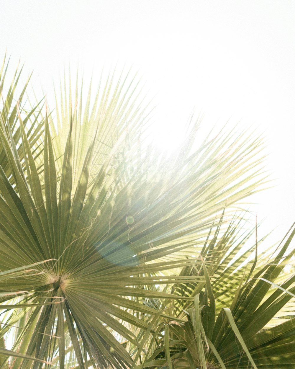 a close up of a palm tree with the sun in the background